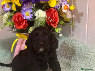 Cockapoo dogs 1 girl gorgeous dna clear f1 Cockerpoo puppies - Advert 4