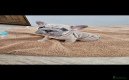 French Bulldog dogs for sale: Beautiful French Bulldog pups  - Image 4