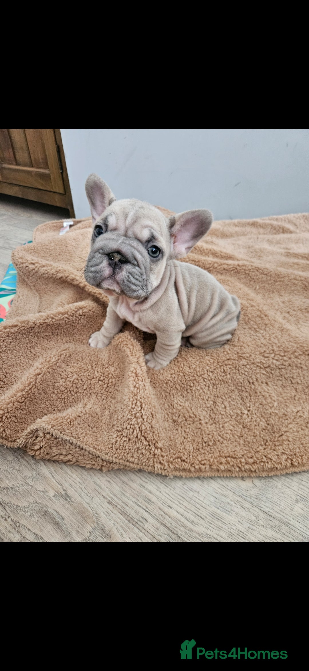 French Bulldog dogs for sale: Beautiful French Bulldog pups  - Image 4