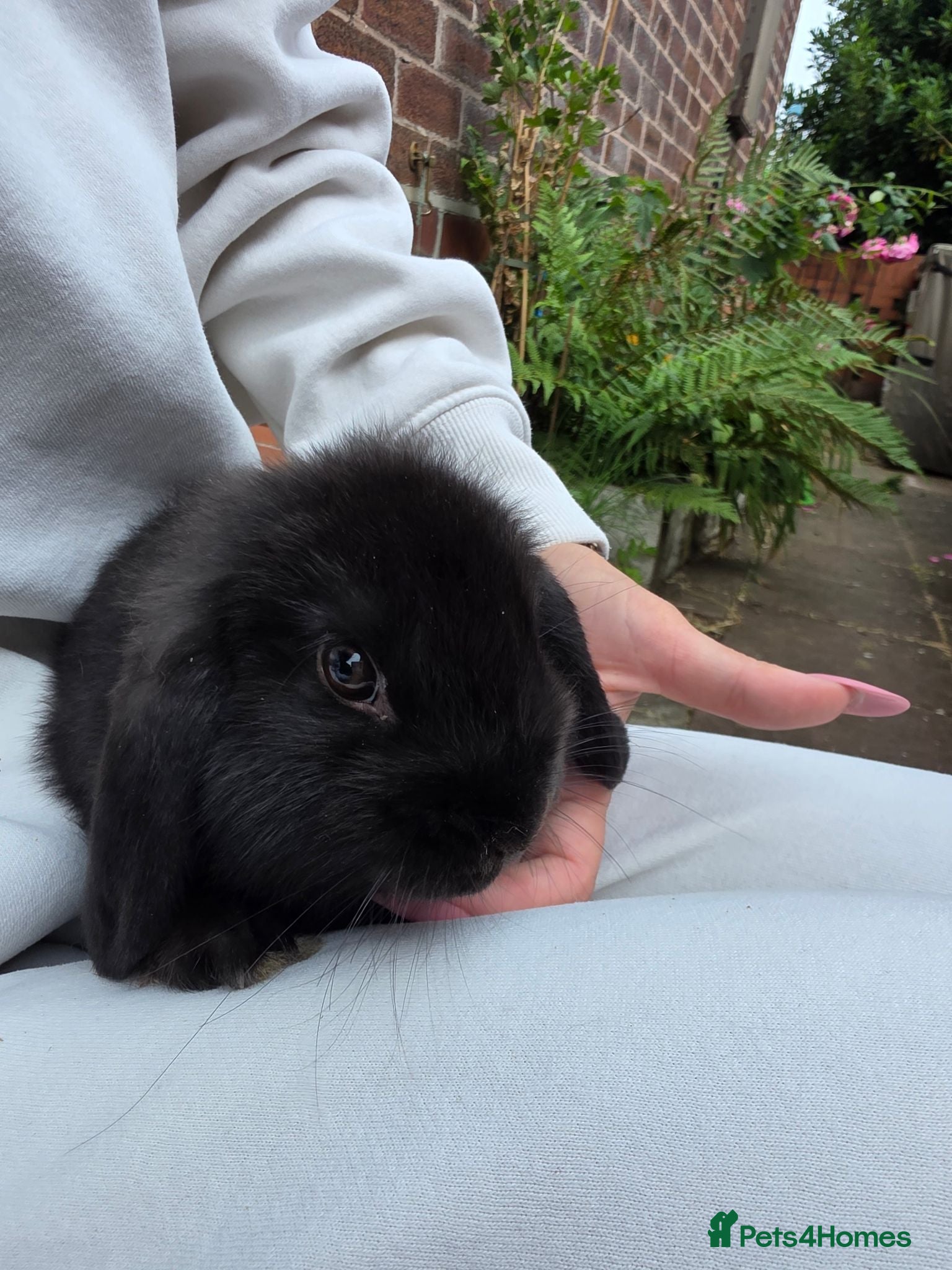 Mini Lop rabbits Mini loop - Advert 2