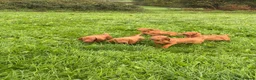 Hungarian Vizsla dogs for sale: Legally Docked KC Hungarian Vizsla Pups - Advert 7