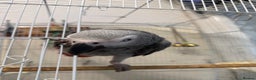 Parrots birds for sale: African grey parrot - Advert 2