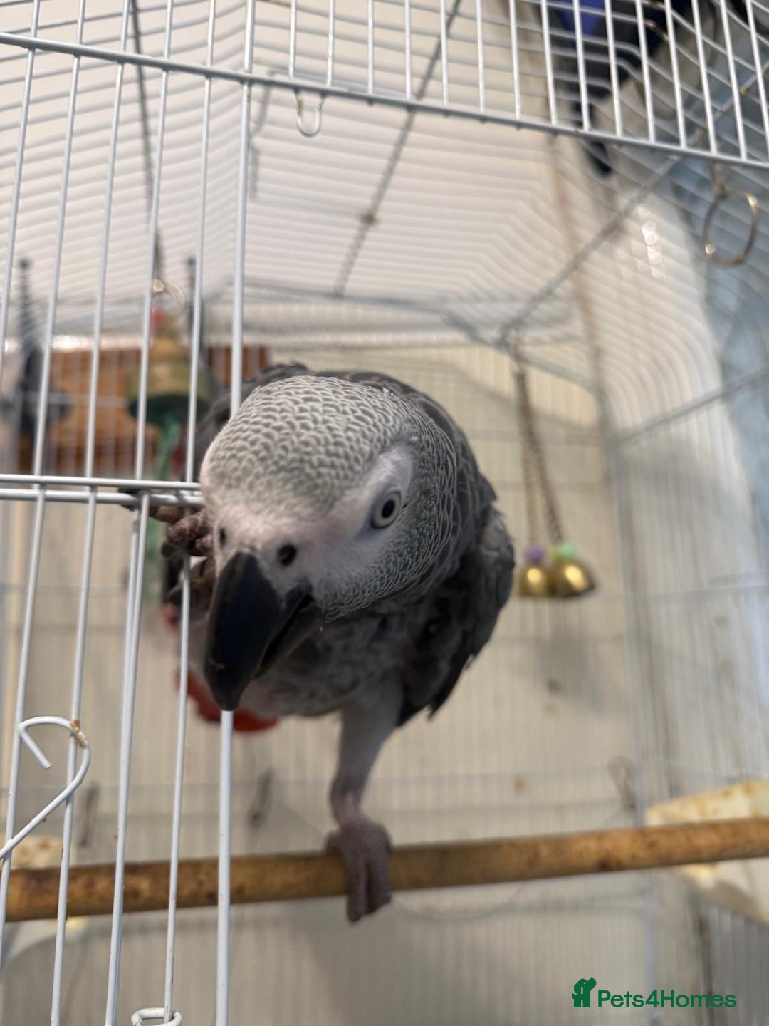 Parrots birds for sale: African grey parrot - Advert 2