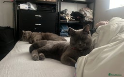 British Shorthair cats for sale: British short hair  - Image 6