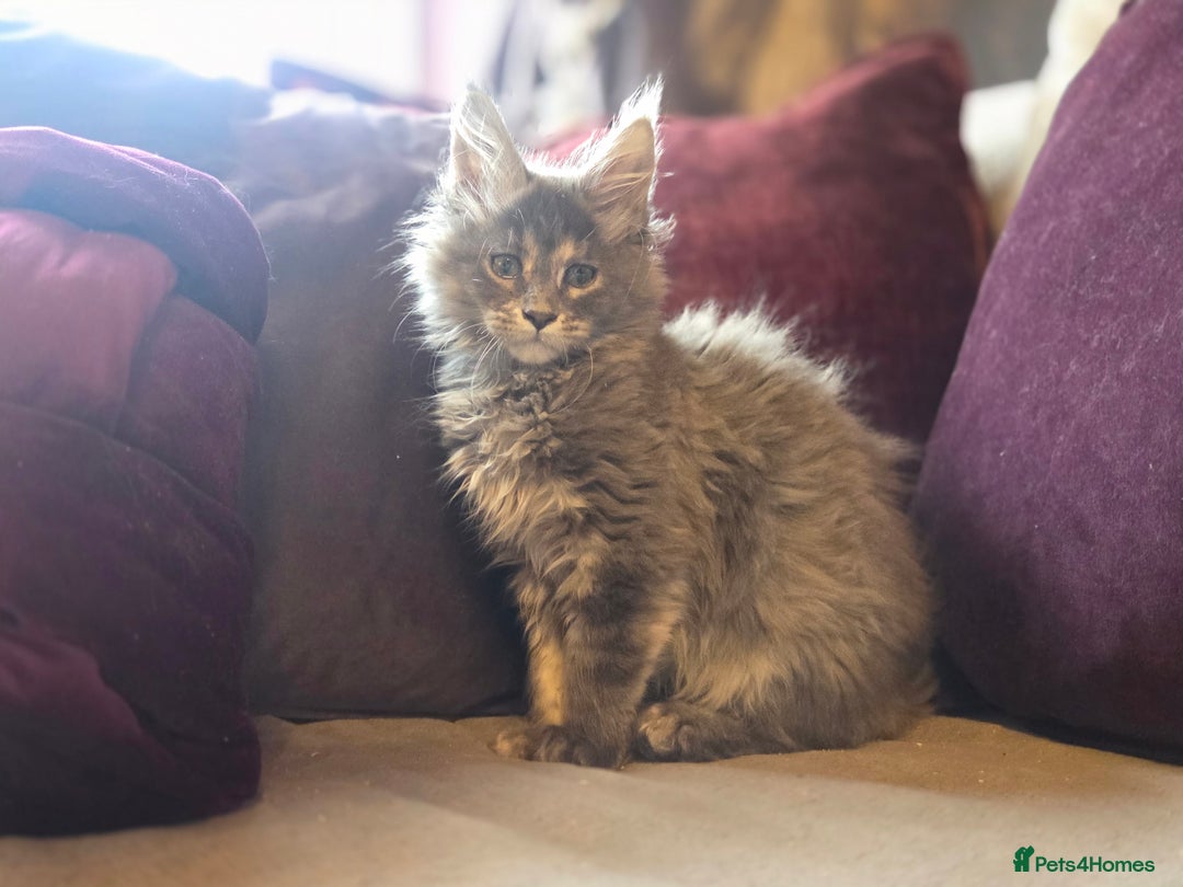 Maine Coon cats for sale: TiCA reg/Parents Fully Health Tested - Advert 6
