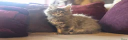 Maine Coon cats for sale: TiCA reg/Parents Fully Health Tested - Advert 6