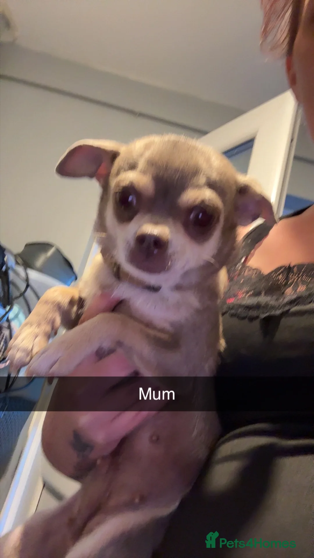 Chihuahua dogs for sale: 3 males - Advert 1