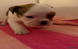 English Bulldog dogs for sale: Amazing British bulldogs  - Image 22