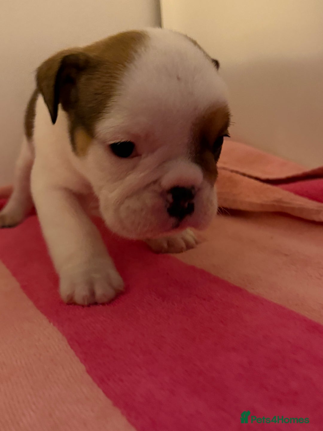 English Bulldog dogs for sale: Amazing British bulldogs  - Image 22