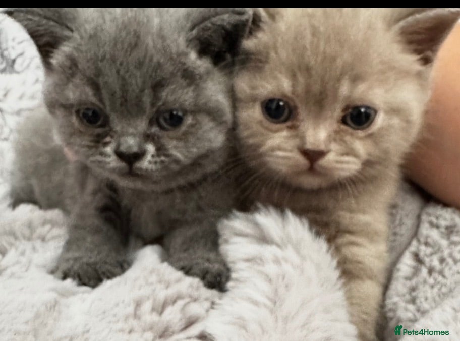 British Shorthair cats British shorthair kittens❤️❤️❤️❤️ - Advert 1