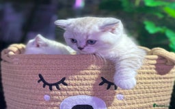 Scottish Fold cats for sale: TICA Full Pedigree kitten available  - Image 31
