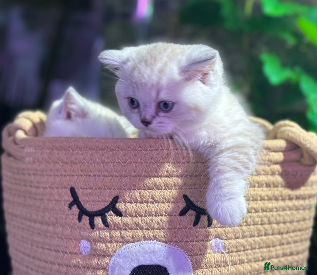 Scottish Fold cats for sale: TICA Full Pedigree kitten available  - Image 31