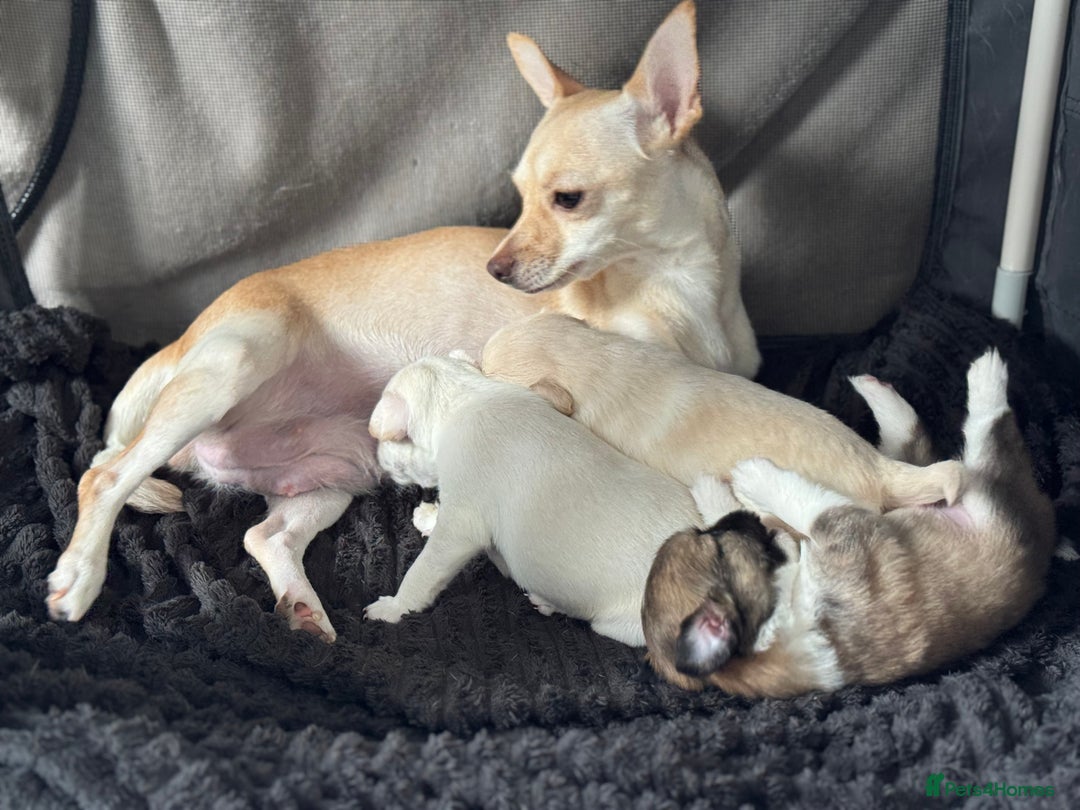 Pomchi dogs for sale: Amazing little Pomchi Pups - Image 12