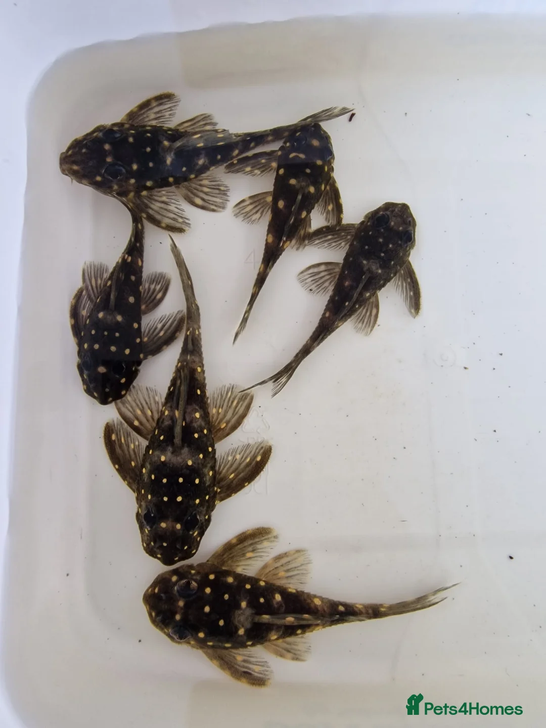 Plecos fish for sale: 6 L201 snowball Plecs.  - Advert 2