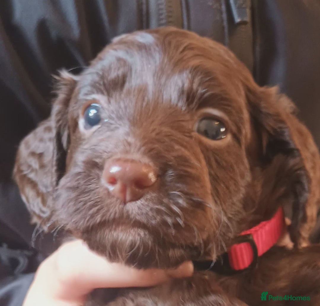 Cockapoo dogs for sale: Stunning F1 Chocolate Cockapoos - Advert 1