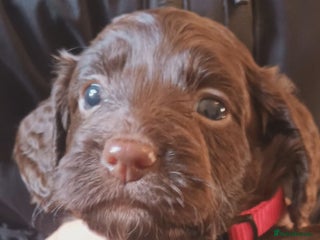 Cockapoo dogs Stunning F1 Chocolate Cockapoos - Advert 1