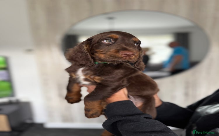 Cocker Spaniel dogs - Advert 15