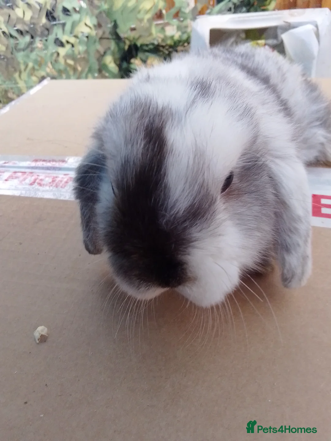 Mini Lop rabbits for sale: Beautiful blue mini lop bunnies ready to go  - Advert 8