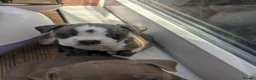 Boston Terrier dogs for sale: Boston X Puppies for sale  - Advert 3