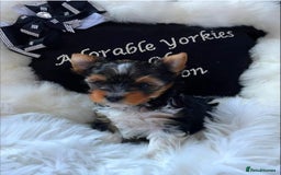 Yorkshire Terrier dogs for sale: ❤️1 Beautiful Girl Biewer Yorkshire Terriers🌟 - Image 2