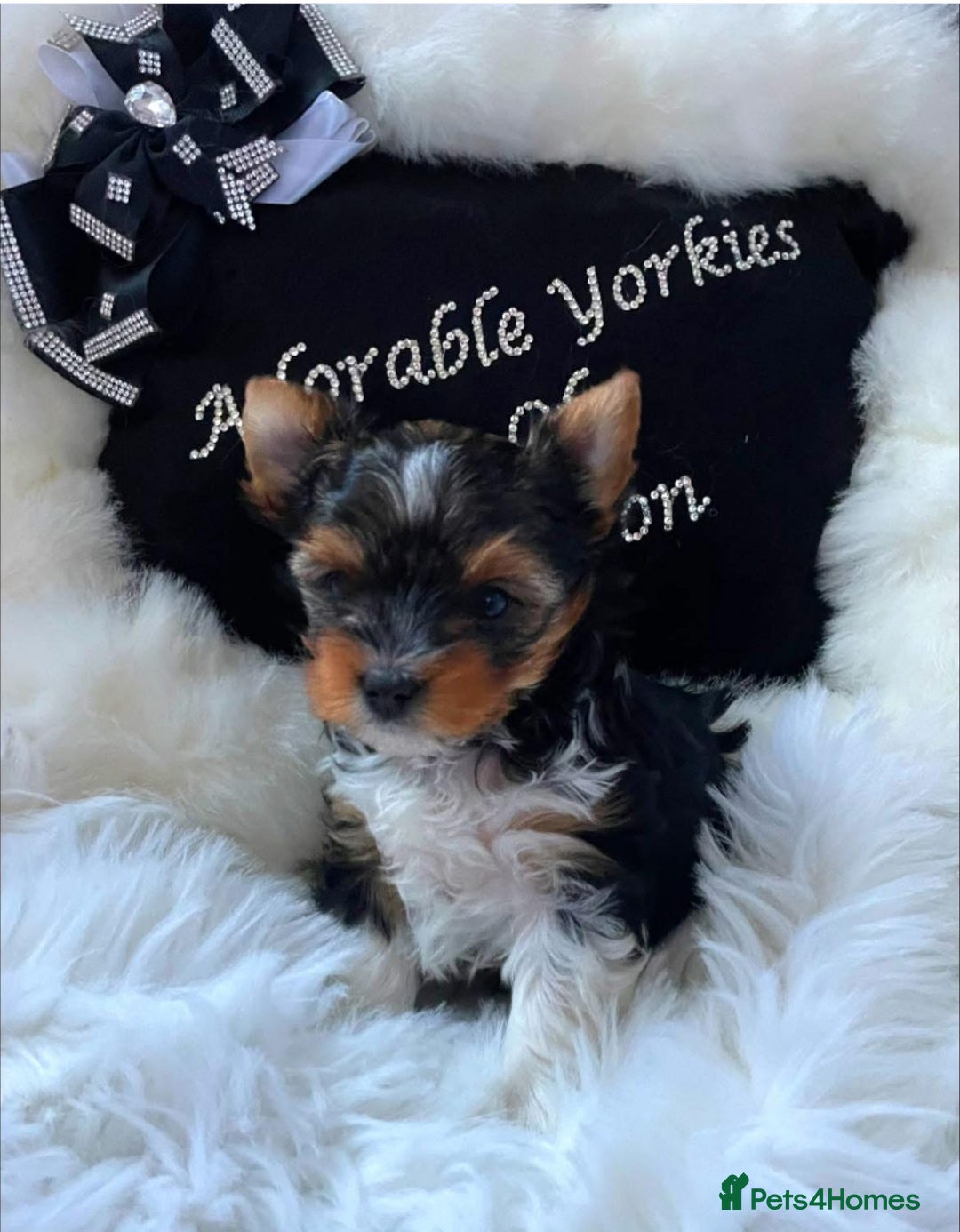 Yorkshire Terrier dogs for sale: ❤️1 Beautiful Girl Biewer Yorkshire Terriers🌟 - Image 2