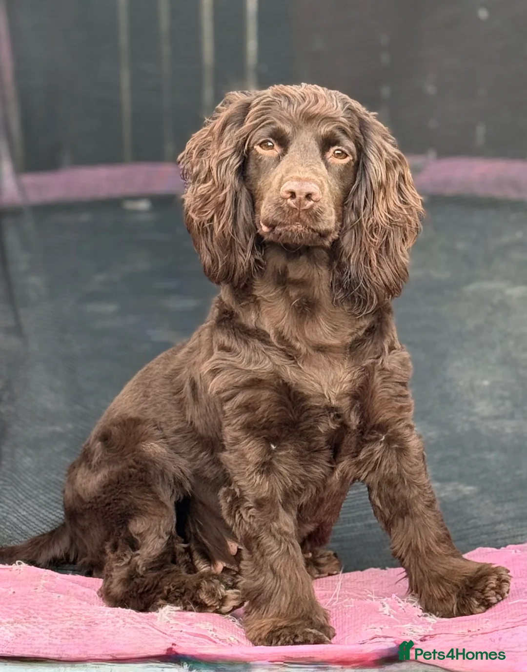 Cocker Spaniel dogs for sale: Stunning cocker spaniel pups - Advert 1
