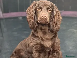 Cocker Spaniel dogs Stunning cocker spaniel pups - Advert 6