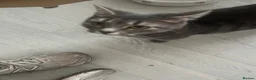 Maine Coon cats for sale: stunning maincoon cross bsh babies forsale  - Advert 1