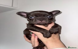 French Bulldog dogs for sale: Fluffy french bulldogs puppies - Image 12