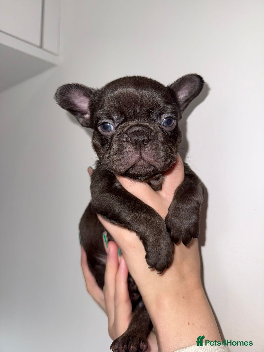 French Bulldog dogs for sale: Fluffy french bulldogs puppies - Image 12