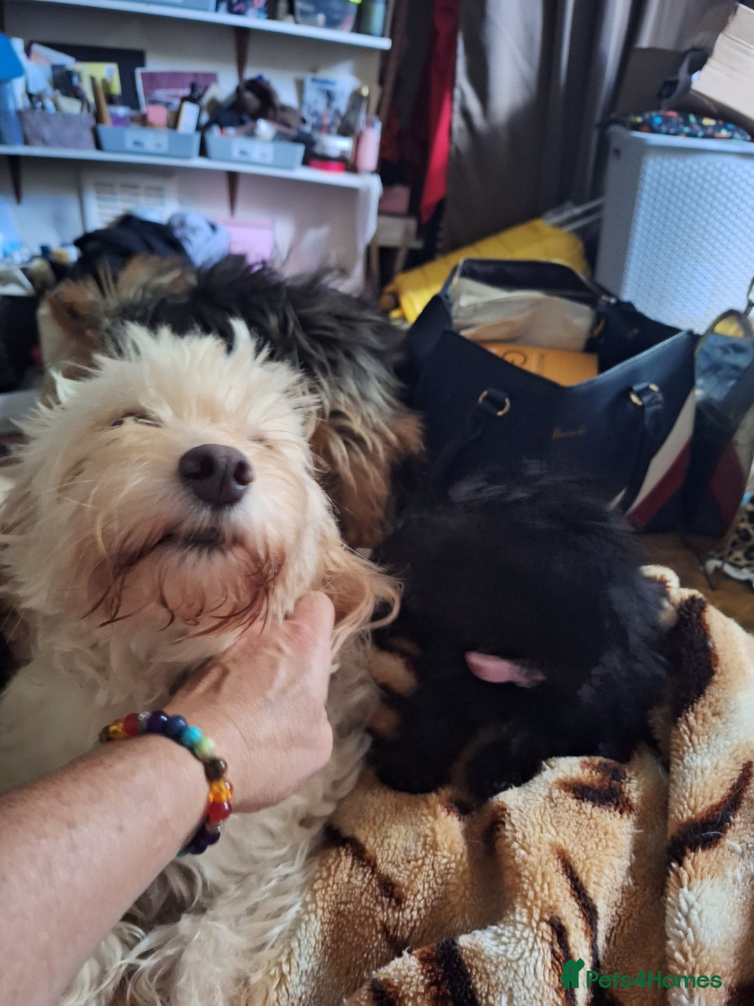 Mixed Breed dogs for sale: Cockerpoo - Image 2