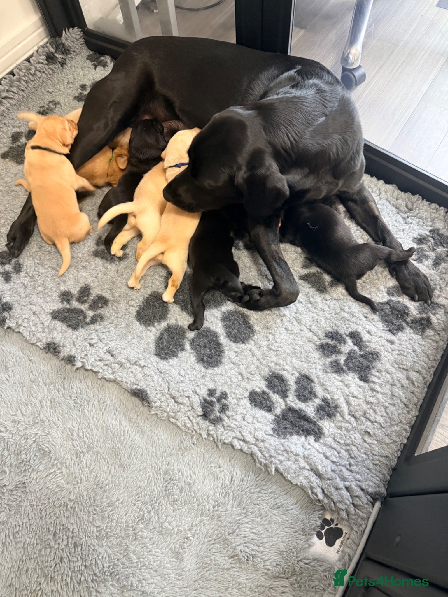 Labrador Retriever dogs Beautiful KC Registered Labrador Puppies - Advert 1
