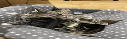 Mixed Breed cats for sale: 4 tiger striped kittens in Orpington - Advert 3