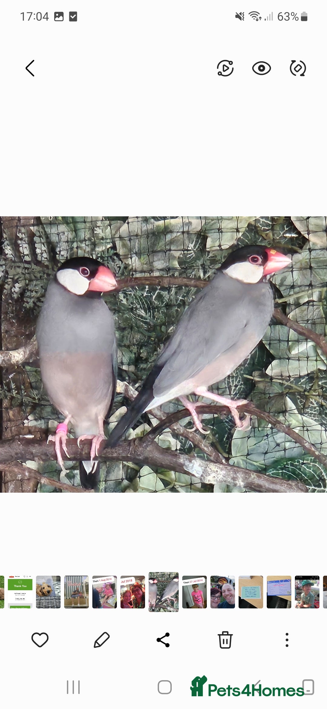 Finches birds Proven pair of Java Sparrow  - Advert 4