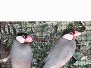 Finches birds Proven pair of Java Sparrow - Advert 3