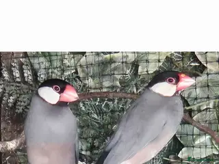 Finches birds Proven pair of Java Sparrow - Advert 23