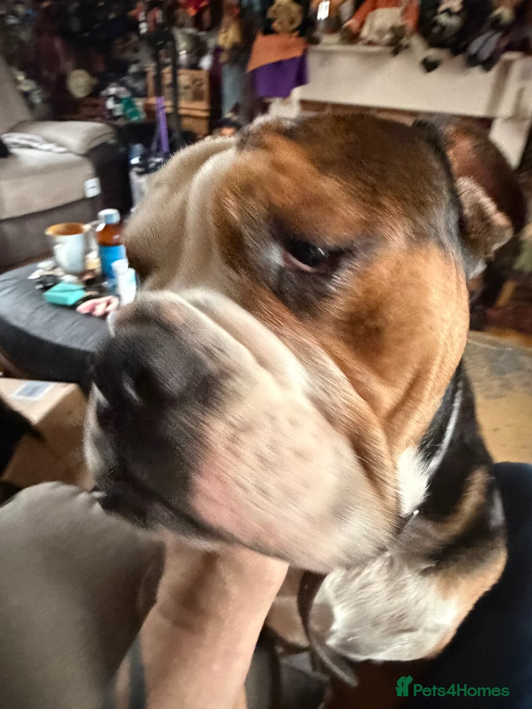 Mixed Breed dogs for sale: English French bulldog x 3-4yrs - Advert 6