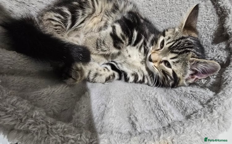 Bengal cats Bengal Mix - Advert 1