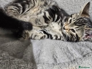 Bengal cats Bengal Mix - Advert 1