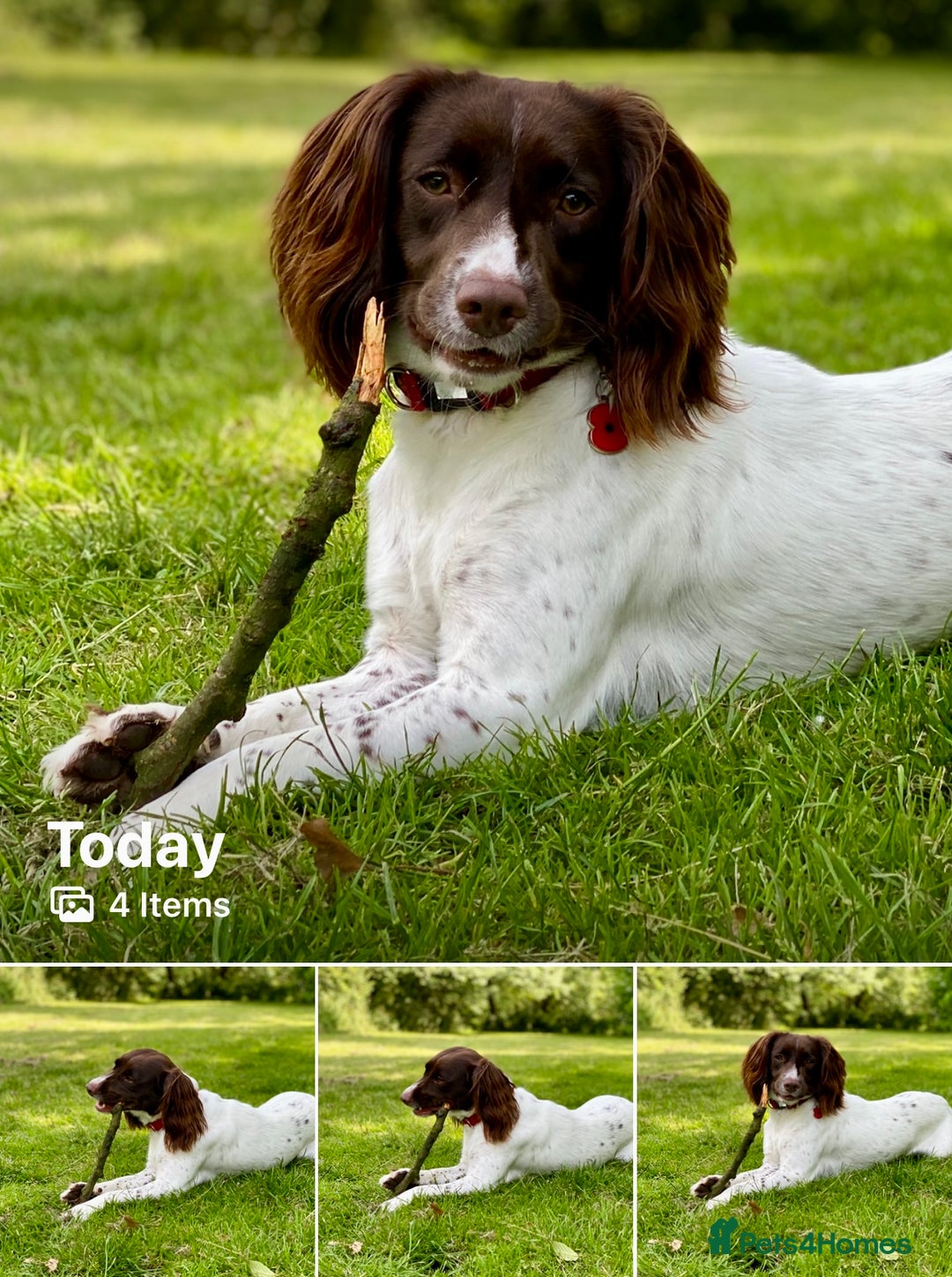 English Springer Spaniel dogs for sale: Dog for sale - Image 4