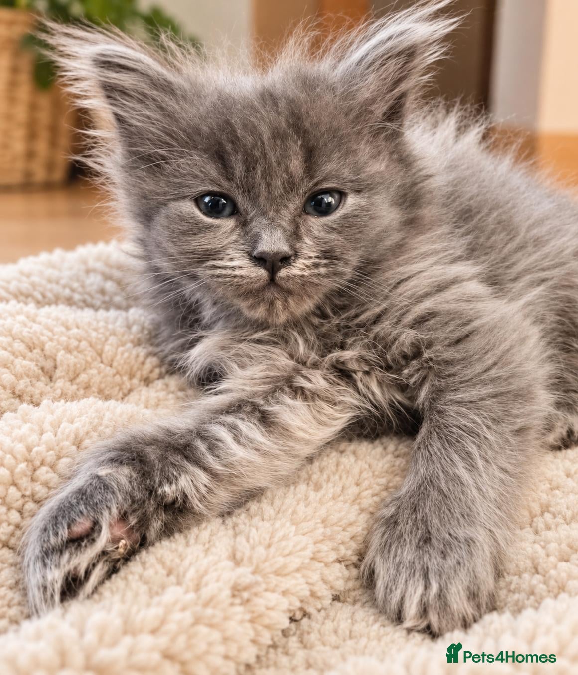 Ragdoll cats 🐾 Beautiful Ragdoll × Chinchilla Kittens - Advert 9