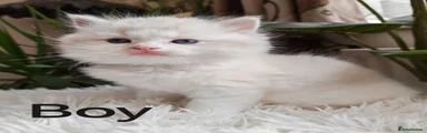 Ragdoll 1