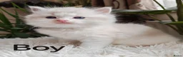 Ragdoll cats for sale: PUREBRED RAGDOLL KITTENS GCCF REGISTERED  - Advert 20