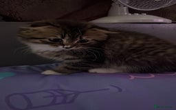 Mixed Breed cats for sale: FEMALE  - Image 2