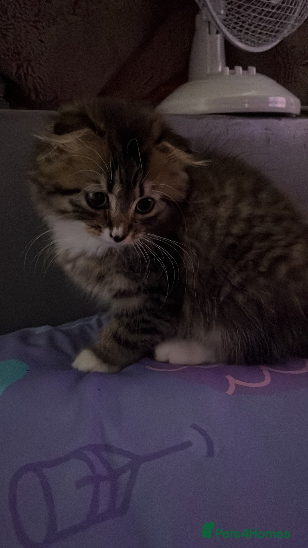 Mixed Breed cats for sale: FEMALE  - Image 2