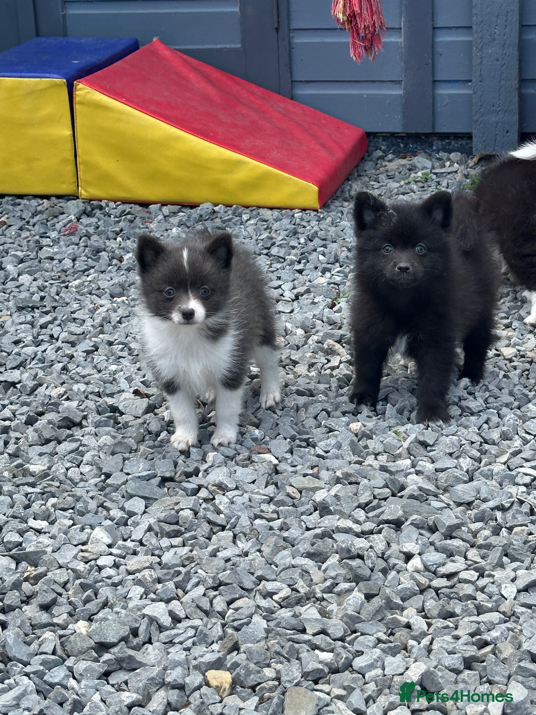Pomsky dogs for sale: Adorable small f3 Pomsky puppies for sale  - Image 21