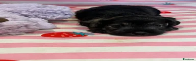 Miniature Schnauzer 2