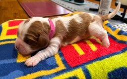 Cavalier King Charles Spaniel dogs for sale: Stunningly cute Cavalier King Charles Puppies  - Image 5