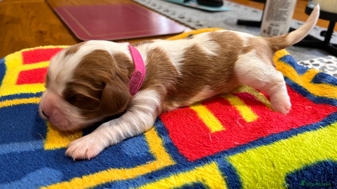 Cavalier King Charles Spaniel dogs for sale: Stunningly cute Cavalier King Charles Puppies  - Image 5