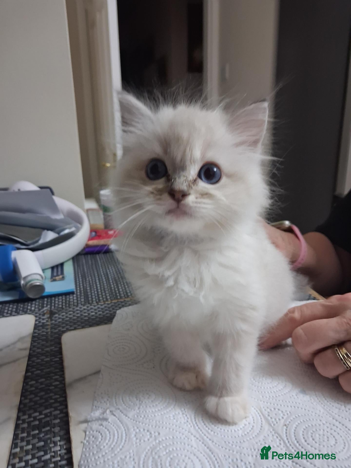 Ragdoll cats Beautiful GCCF registered Ragdoll kittens  - Advert 16